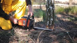 Leaf Removal in Zapata, TX