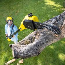 Trusted Zapata, TX Tree Care Experts