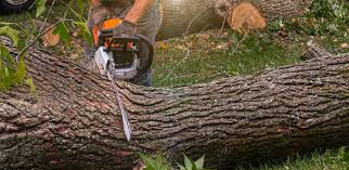 Best Commercial Tree Services  in Zapata, TX