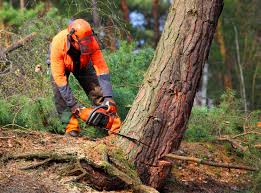 Best Tree Maintenance Programs  in Zapata, TX